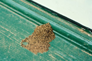 Signs of Termite Damage