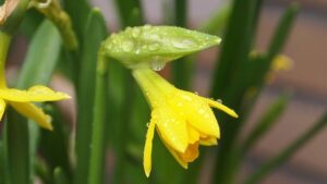Yellow Flower