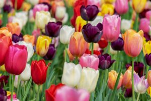 Tulips of Various Colors