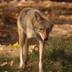 Coyote in Field