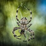 Black and white spider in Web