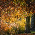 Fall color leaves in red, orange, yellow.