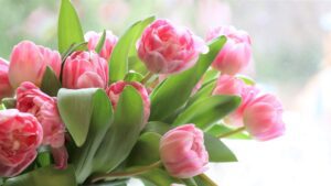 Tulips