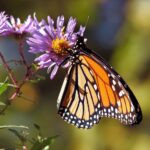 Monarch Butterfly on a purple flower