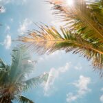 Palm Tree with Blue Sky