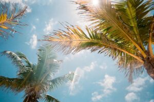 Palm Tree with Blue Sky